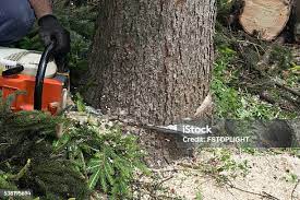Reliable Bowdon, GA Tree Removal Solutions