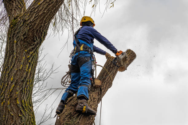 Best Tree Health Inspection  in Bowdon, GA