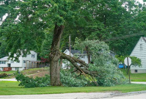 Best Emergency Tree Removal  in Bowdon, GA